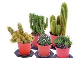 Caratteristiche e metodi per curare le piante grasse 79 0 Piante grasse